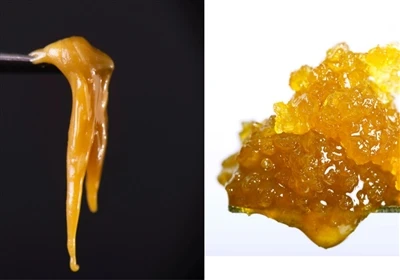 Live -hartsi vs. Live Rosin: Mikä ero on?
